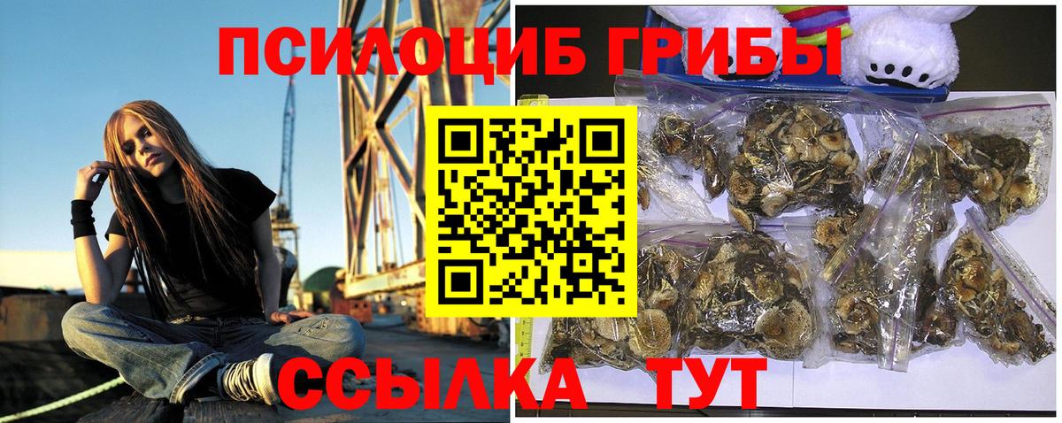 Псилоцибиновые грибы GOLDEN TEACHER Чернушка